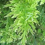 Selaginella pallescens Leaf