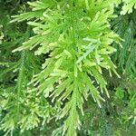 Selaginella pallescens Ліст