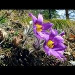 Anemone pulsatilla Çiçek