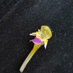 Galeopsis speciosa Flower