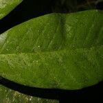 Metteniusa tessmanniana Leaf