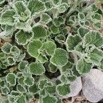 Marrubium supinum Likasa
