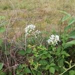 Valeriana tripteris花