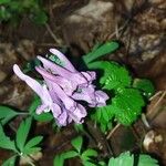 Corydalis solida Λουλούδι