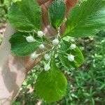 Crataegus punctata Hoja