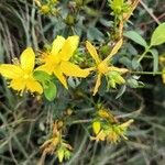 Hypericum perforatumFlower