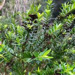 Metrosideros operculata Hoja