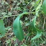 Bupleurum falcatum Leaf