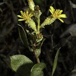 Hazardia orcuttii Flower