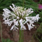 Marshallia caespitosa Flower