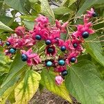 Clerodendrum trichotomum花