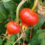 Rosa rugosa Fruit