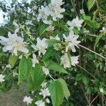 Philadelphus coronariusLehti