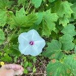 Ipomoea pandurata Çiçek