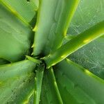 Aloe thraskii Hostoa