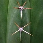 Stenocereus stellatus Levél