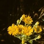 Chrysopsis mariana Flower