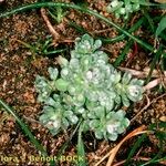 Filago tyrrhenica 形態