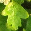 Crataegus rhipidophylla Leaf