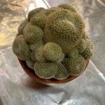 Rebutia heliosa Leaf