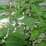 Solanum chenopodioides Листок