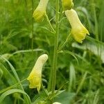 Aconitum vulparia Flower