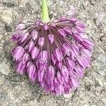 Allium rotundum Blomma