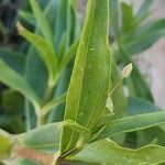 Gypsophila pilosa Blatt