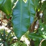 Syzygium aromaticum Leaf