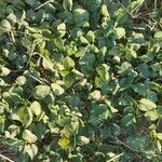 Amaranthus blitum ഇല
