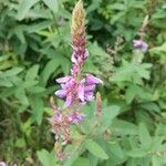 Desmodium canadense Blomst