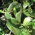 Psychotria micrantha മറ്റ്