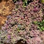 Sedum dasyphyllum 葉