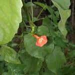 Ipomoea hederifoliaKukka