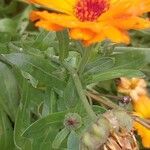 Calendula suffruticosa Blatt