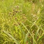 Scirpus atrovirens Likasa