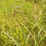 Scirpus atrovirens Лист