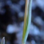 Poa alpina Bark