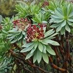 Euphorbia atropurpurea Virág