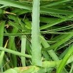 Eryngium yuccifolium Blatt