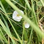 Convolvulus arvensisFloare