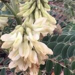 Erophaca baetica Flor