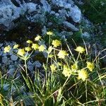 Bupleurum ranunculoides 其他