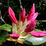 Rhododendron williamsianum Цвят