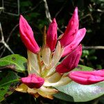 Rhododendron williamsianum 花