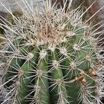 Pachycereus pringlei Yaprak