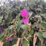 Dalechampia aristolochiifolia Blüte