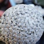 Mammillaria sanchez-mejoradae Yaprak