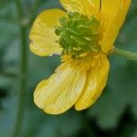 Ranunculus velutinus Flor
