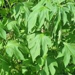 Tithonia diversifoliaFeuille